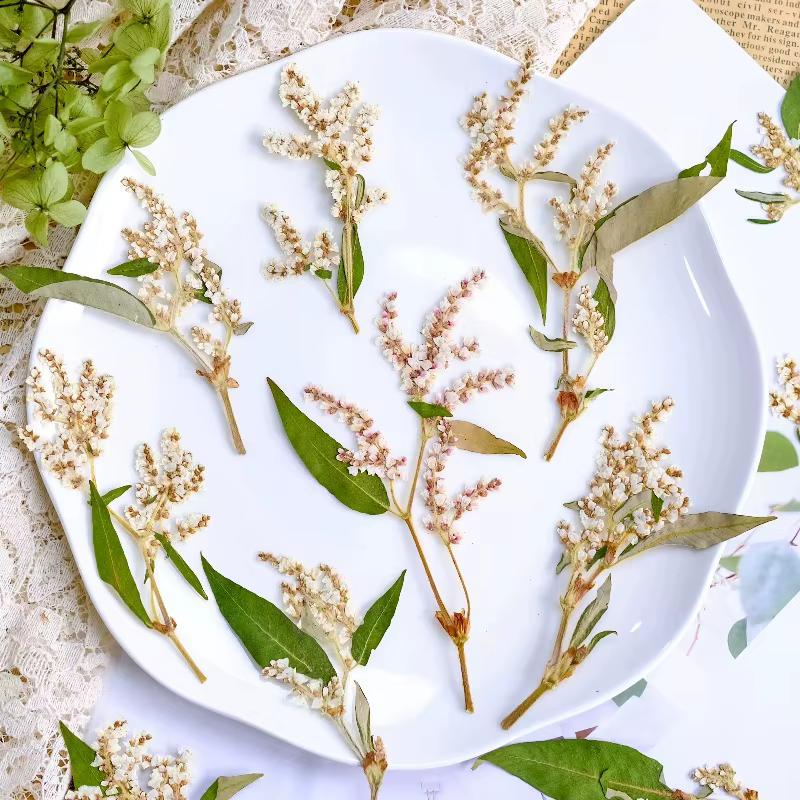 12 pièces, fleurs pressées séchées de sarrasin naturelles