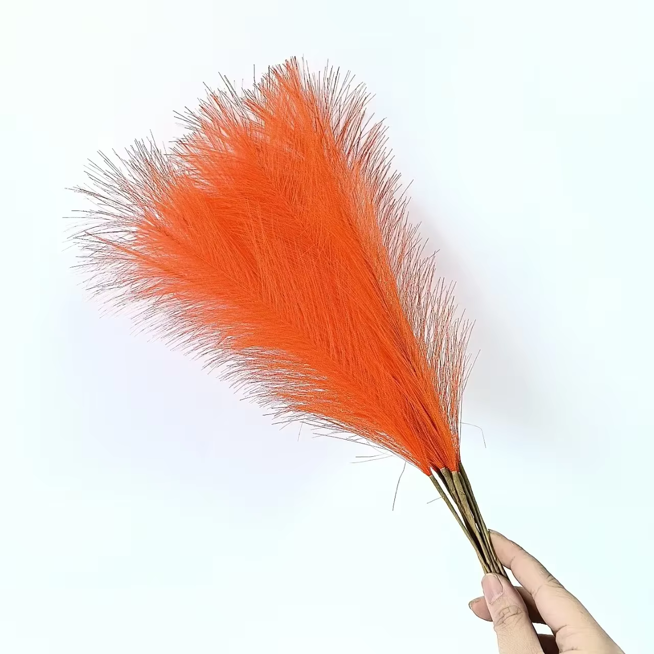Pampa moelleux pour la décoration de la maison