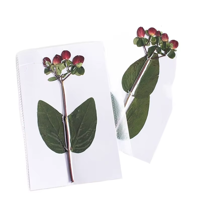 Nouvelle branche Premium couleur originale pressée perle de Dragon de feu fleurs séchées cadre Photo bricolage décoration de noël fournitures artisanales