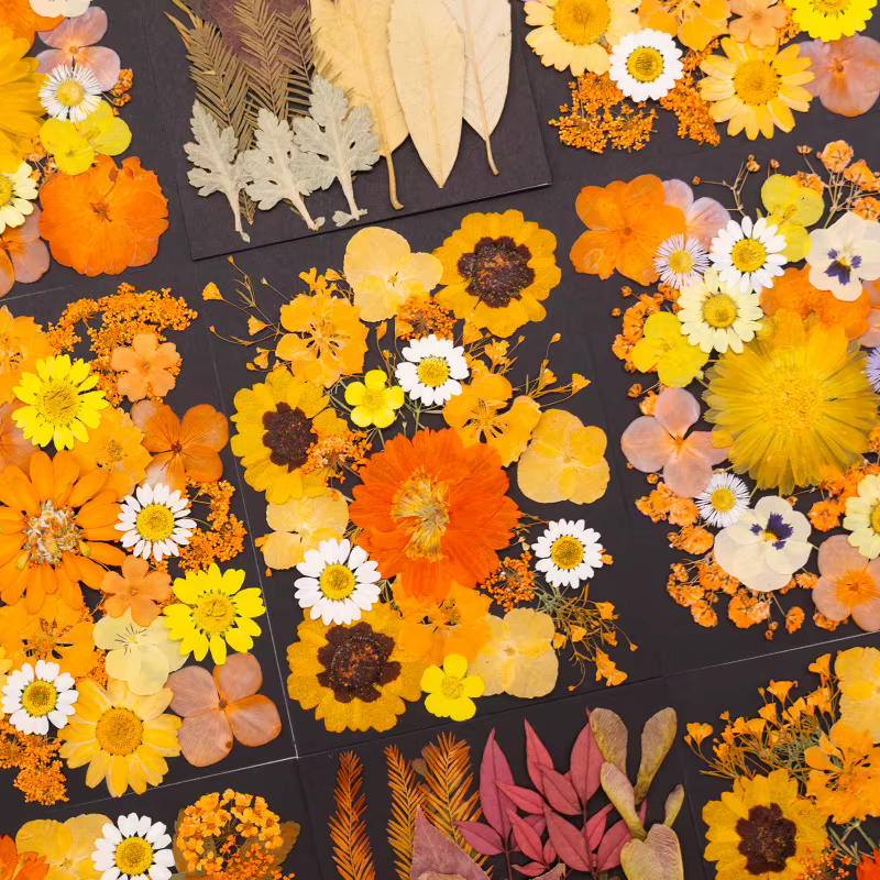 Série Orange fleurs pressées séchées mélangées pour bricolage