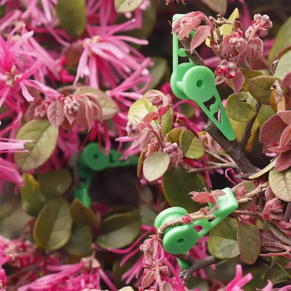 Clips d'entraînement pour cintreuse de Branches de plantes