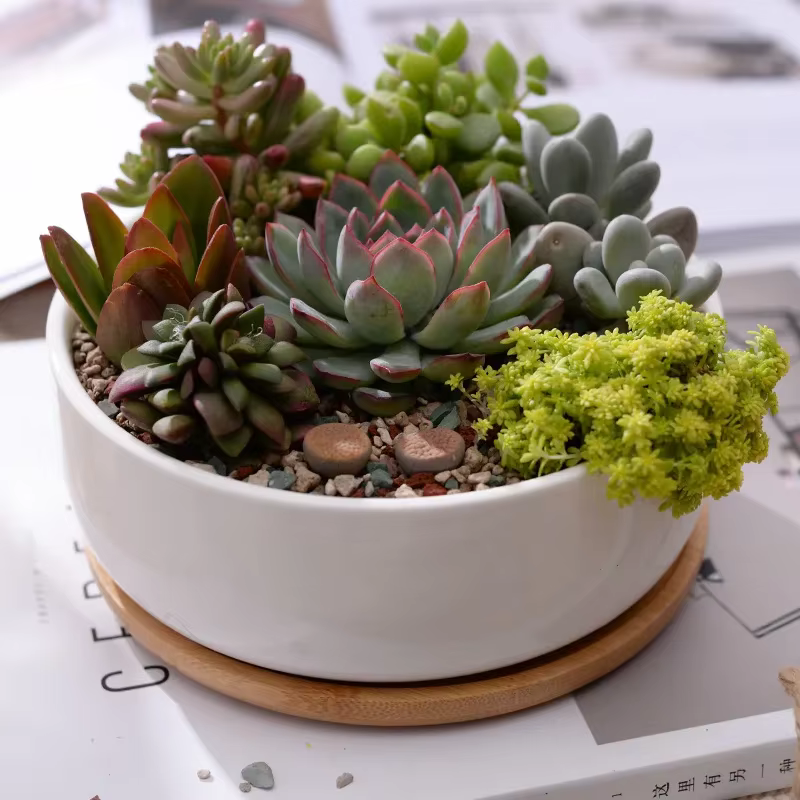 Pot de fleurs rond en céramique blanche