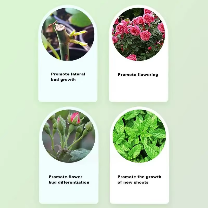 Régulateur de croissance des plantes
