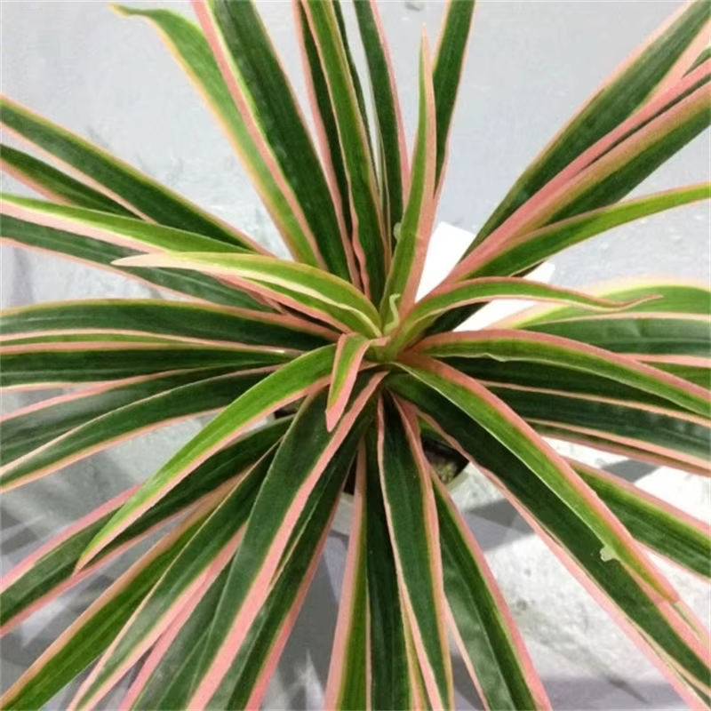 Branche artificielle de Chlorophytum Comosum