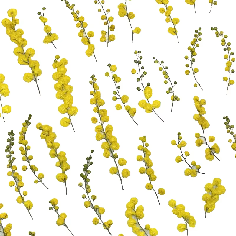 3-10cm/24pcs, Fleurs séchées en acacia gaufré