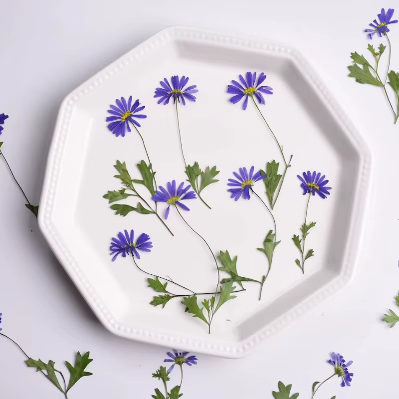 12 pièces, fleurs pressées séchées à l'iris à tige violette