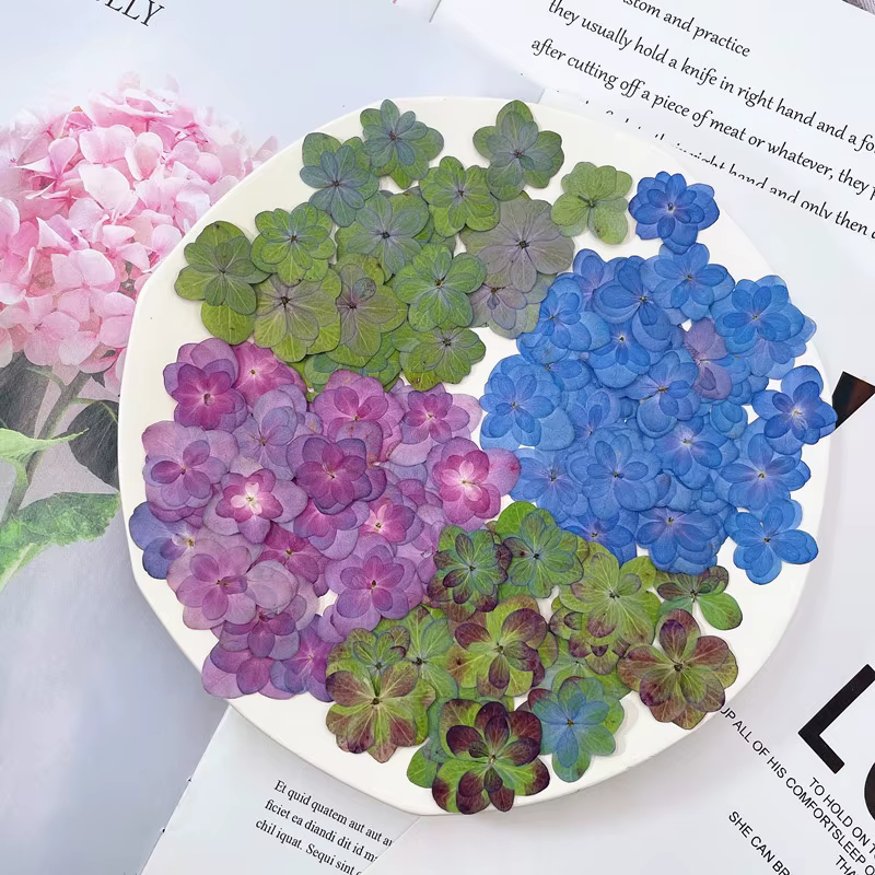 2-4cm/12 pièces, Fleurs d'hortensia pressées à double pétales