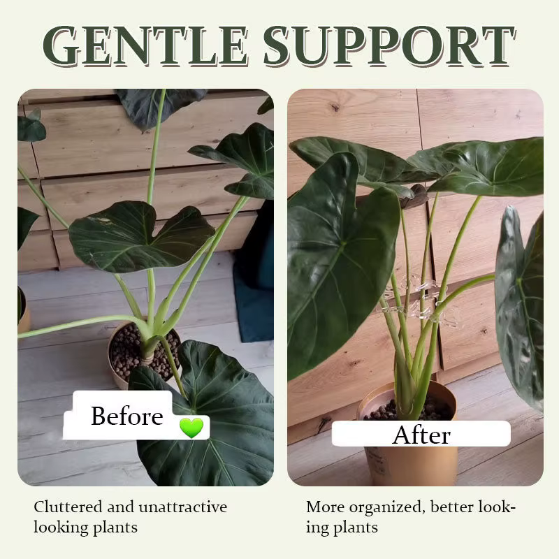 Monstera Support pour plantes