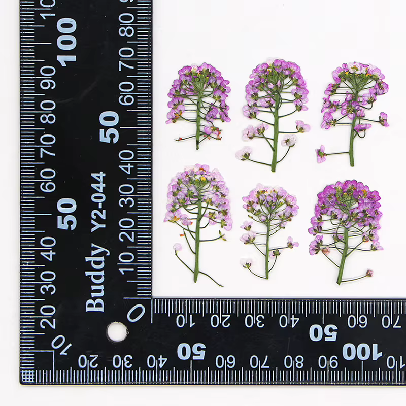 12 pièces, fleur pressée douce Alyssum naturelle