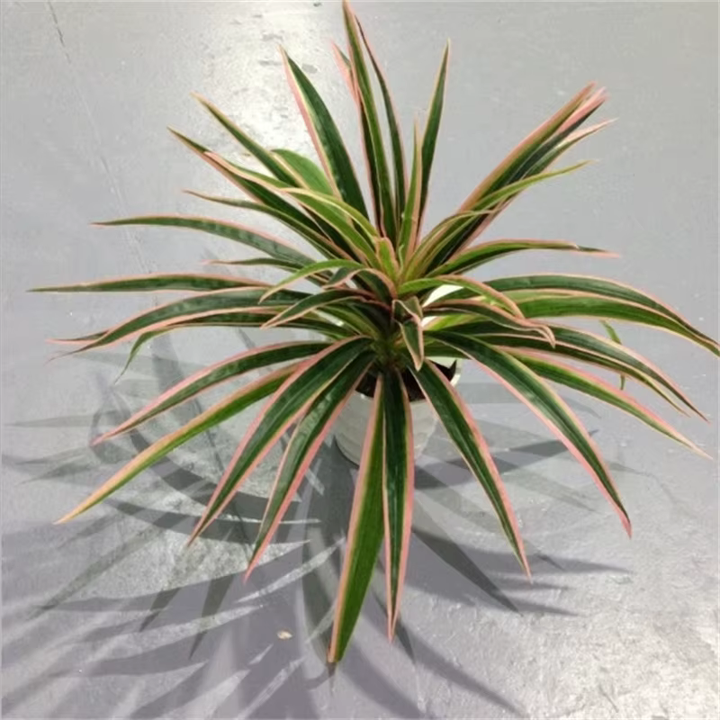 Branche artificielle de Chlorophytum Comosum