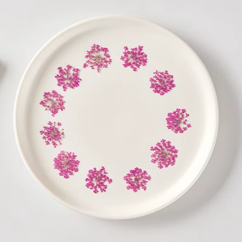 Fleurs séchées pressées pour résine Art Ammi Majus