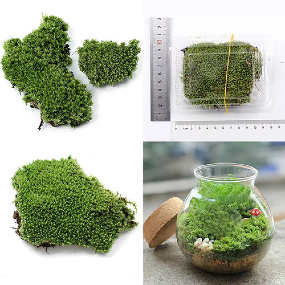 Plante verte artificielle en mousse d'ange