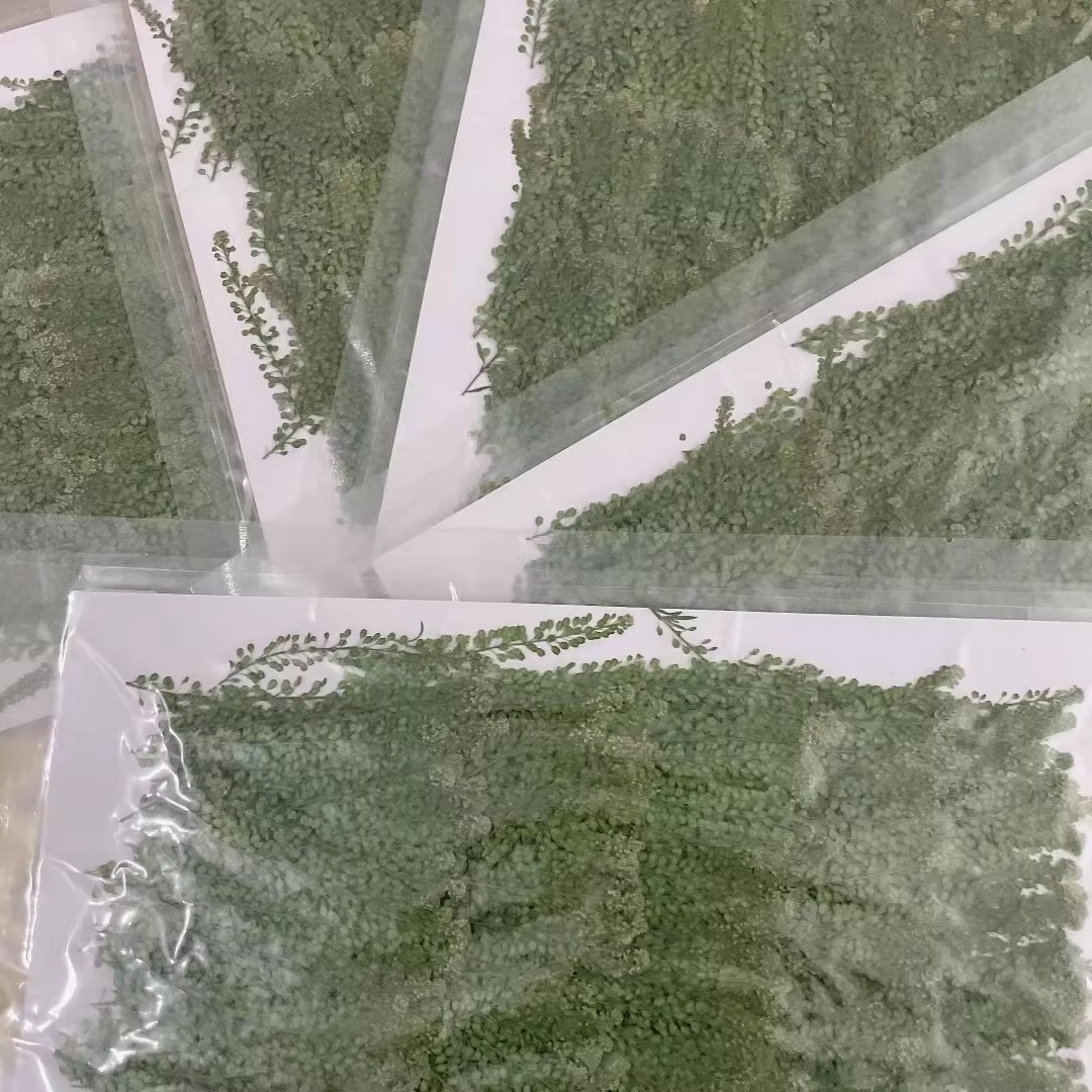 250 feuilles de Lepidium Apetalum pressées et séchées