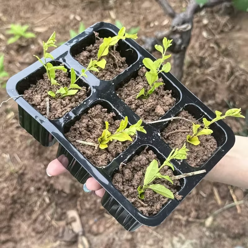 Plateau de culture de plantes