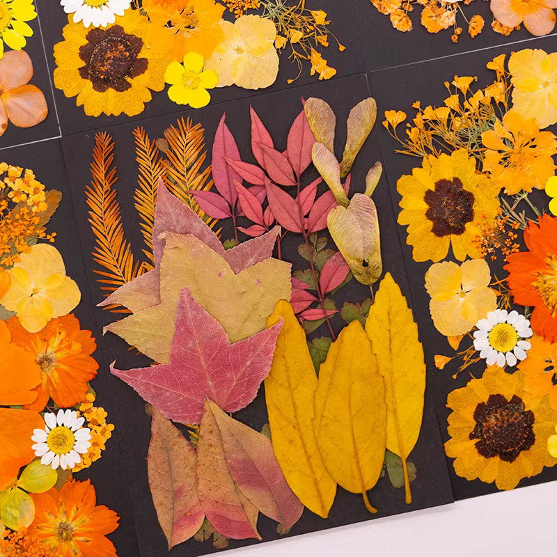 Série Orange fleurs pressées séchées mélangées pour bricolage