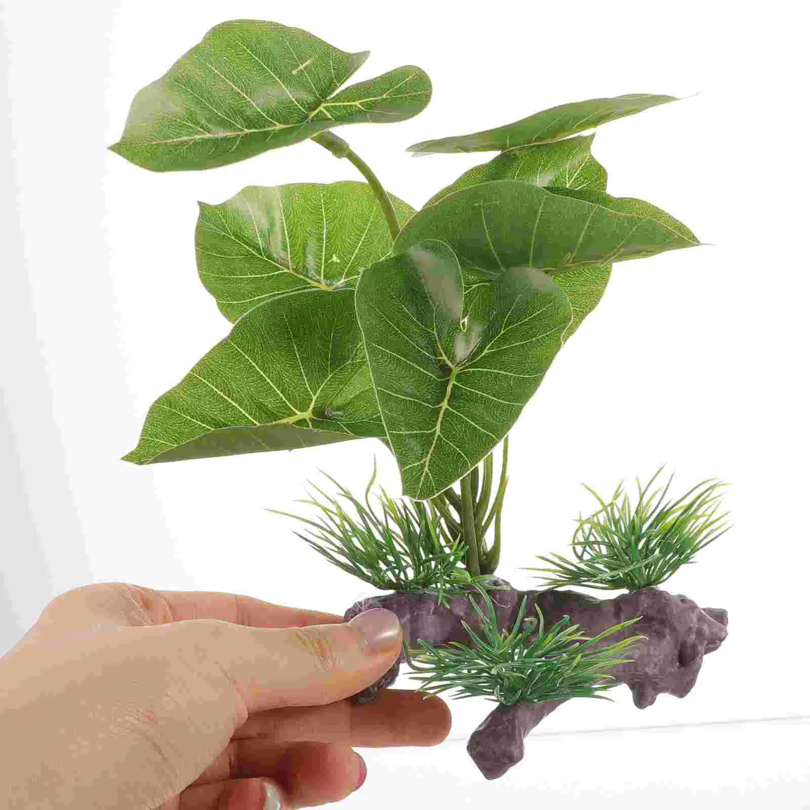 Plante pour Aquarium durable