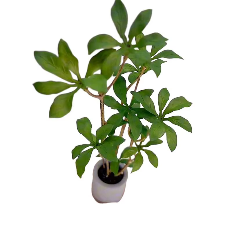 Plante en pot l'inventaire pour maison de courses