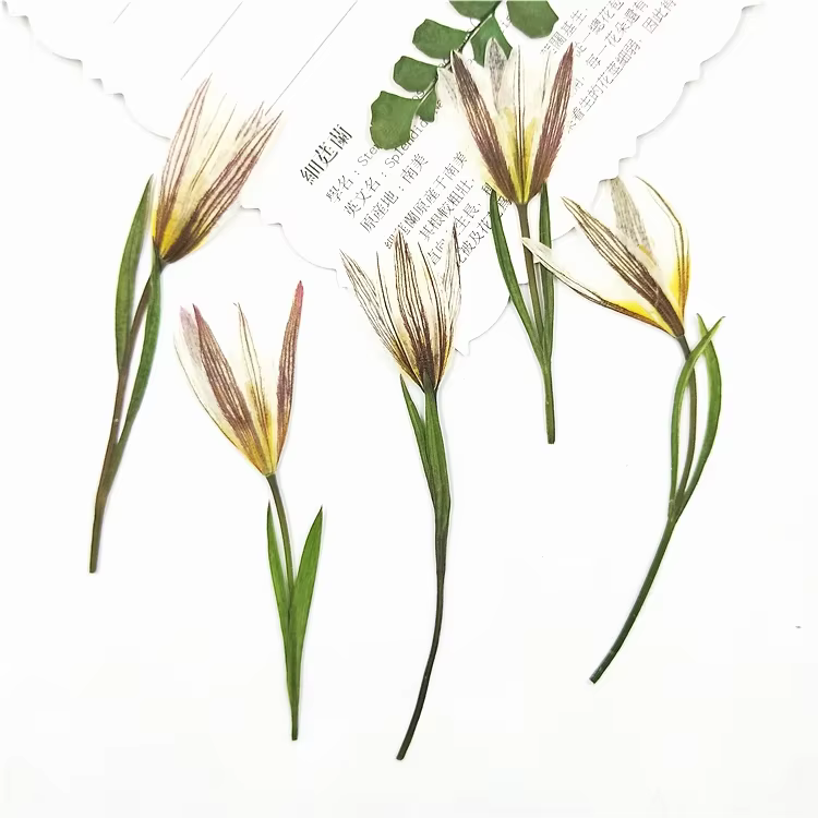 Petites fleurs naturelles de lys séchées