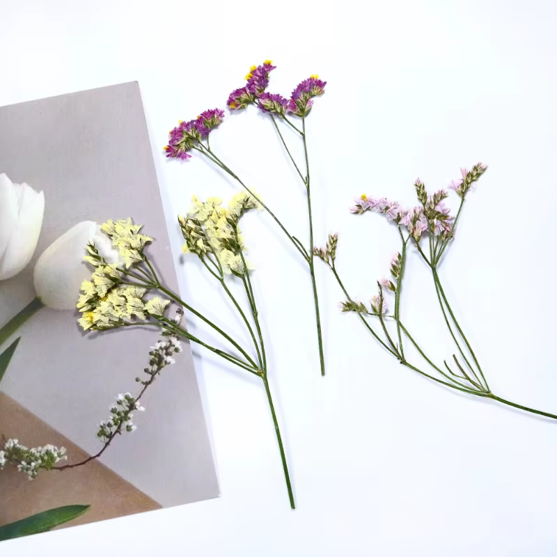 6 pièces, fleurs séchées pressées en herbe de cristal véritable
