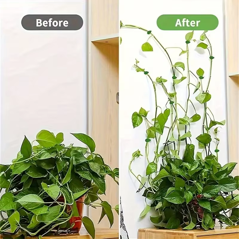 20 pièces, clips de fixation pour mur végétal