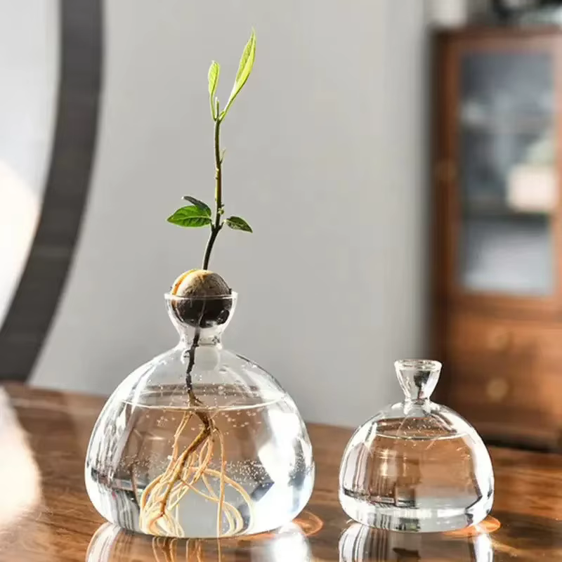 Kit de culture de graines d'avocat transparent – Vase en verre pour démarreurs de plantes