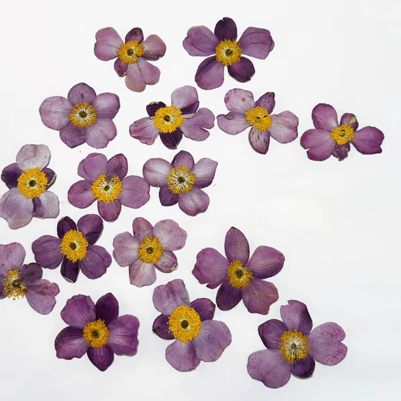 Fleur de coton sauvage séchée 4-5cm/12 pièces