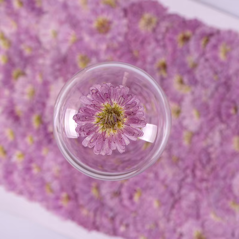 12 pièces, fleurs séchées pressées à double pétale de marguerite
