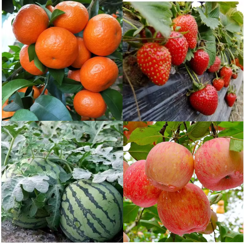 Engrais aux fruits Cultures de tubercules rehaussante DCPTA 99%