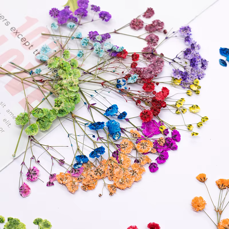 12 pièces, fleurs de gypsophile séchées et pressées teintées