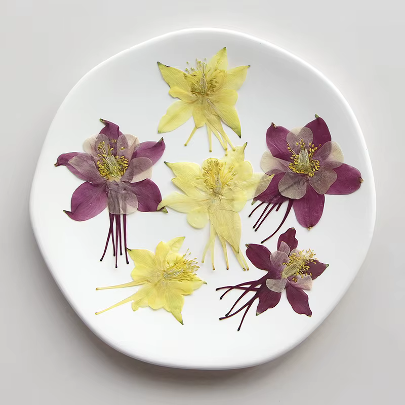 Pétales de fleurs de columbine naturelles