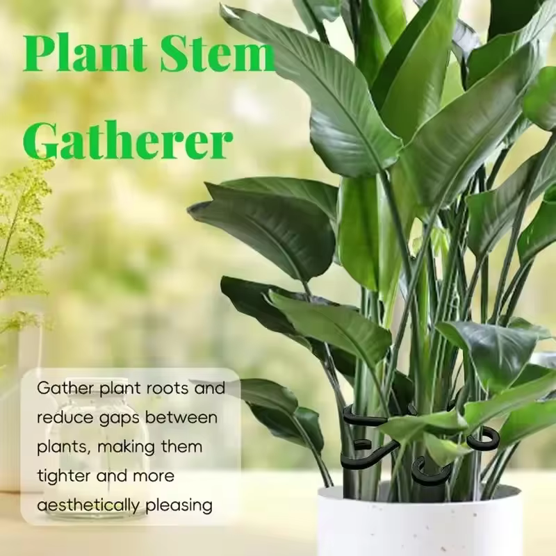 Supports de feuilles pour Alocasia et Monstera