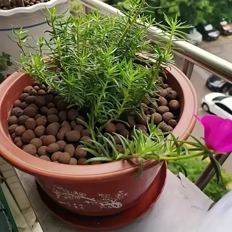 Boules d'argile médicamenteuses élargies hydroponiques de jardin