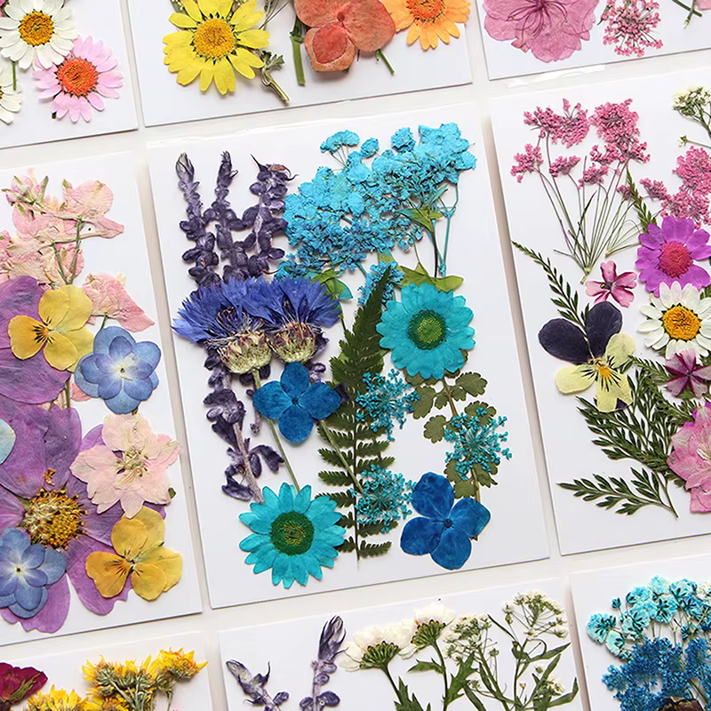 Fleurs séchées véritable plante naturelle pressée fleur pour résine époxy remplissage bricolage Nail Art artisanat