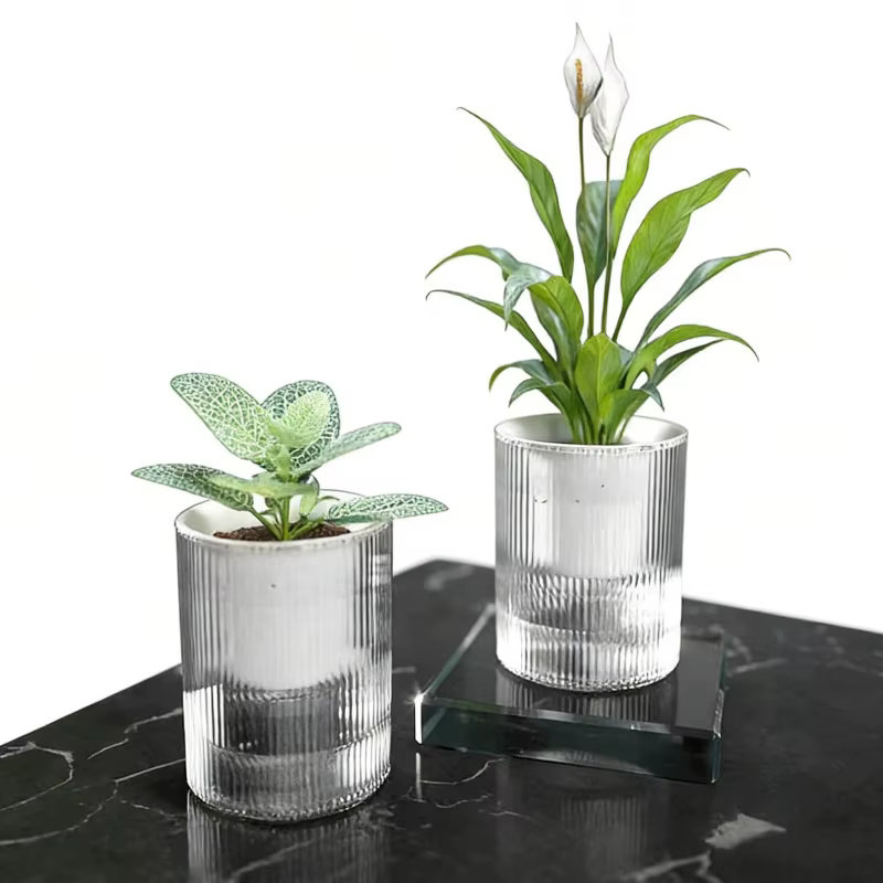 Pot de fleurs transparent en plastique à absorption automatique d'eau pour radis vert