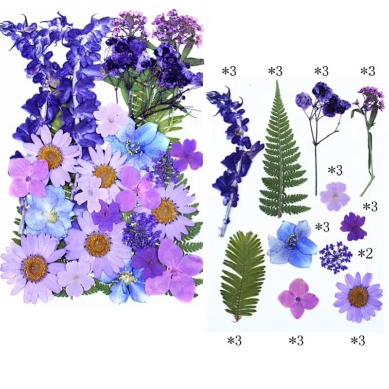 Fleurs pressées séchées