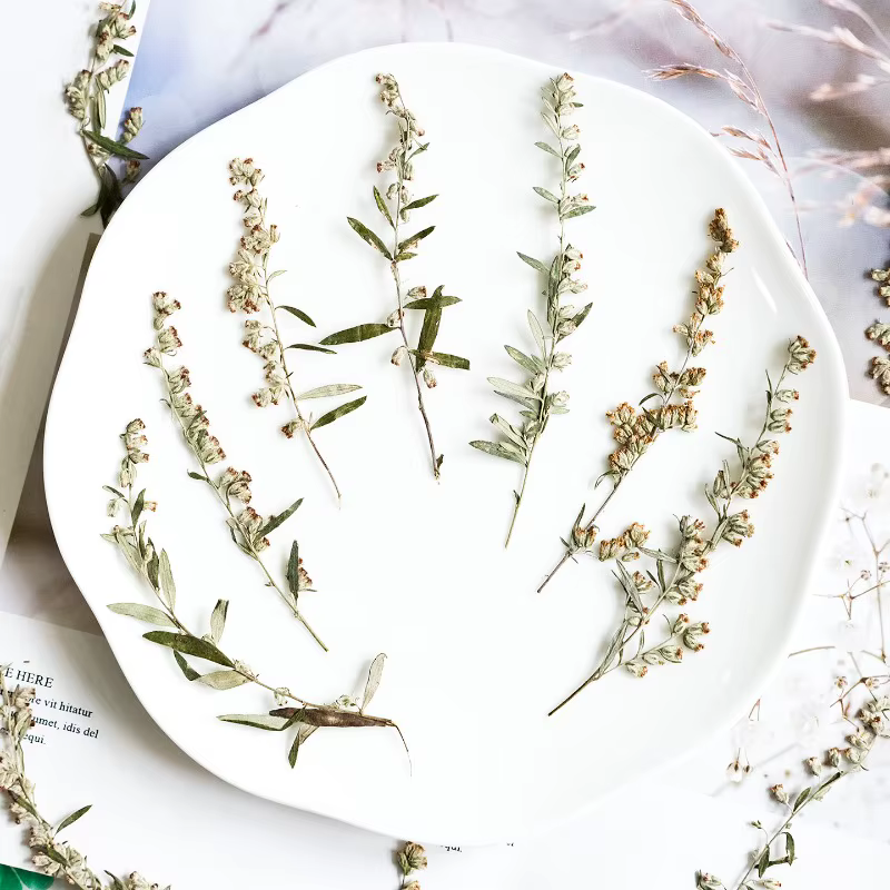 12 pièces, fleurs pressées séchées Artemisia naturelles