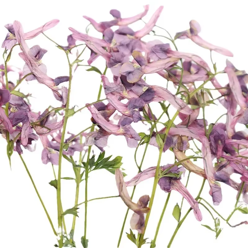 Fleurs séchées pressées de plantes sauvages naturelles pour DIY