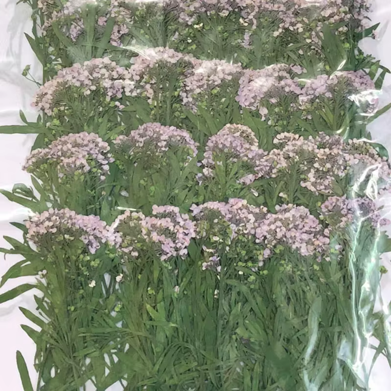 PMurcia-Fleur de Maritima séchée