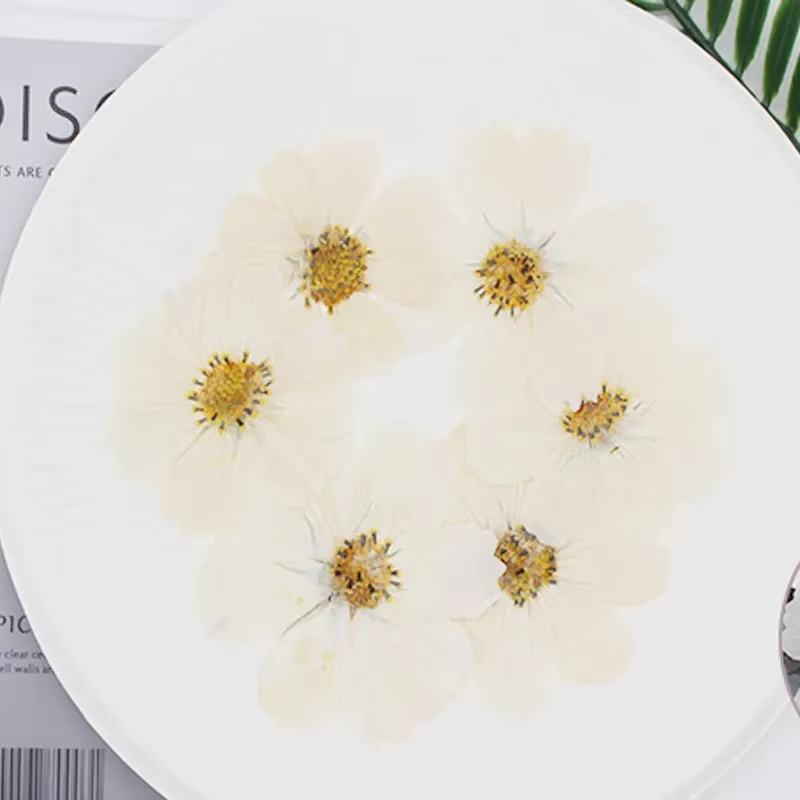 50X séché pressé naturel violet blanc Cosmos Galsang fleurs plante herbier pour carte postale cadre Photo bijoux signet bricolage