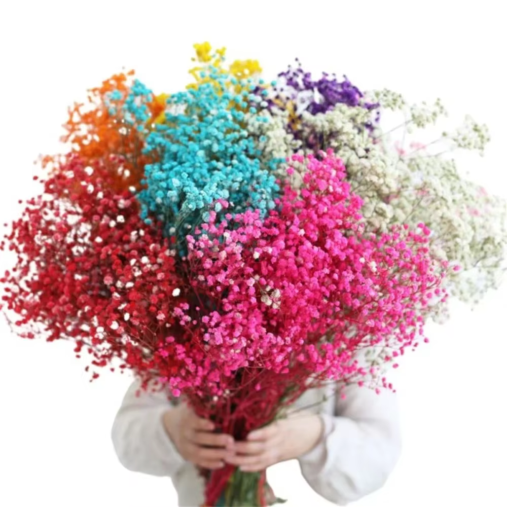 Fleurs conservées séchées fraîches naturelles