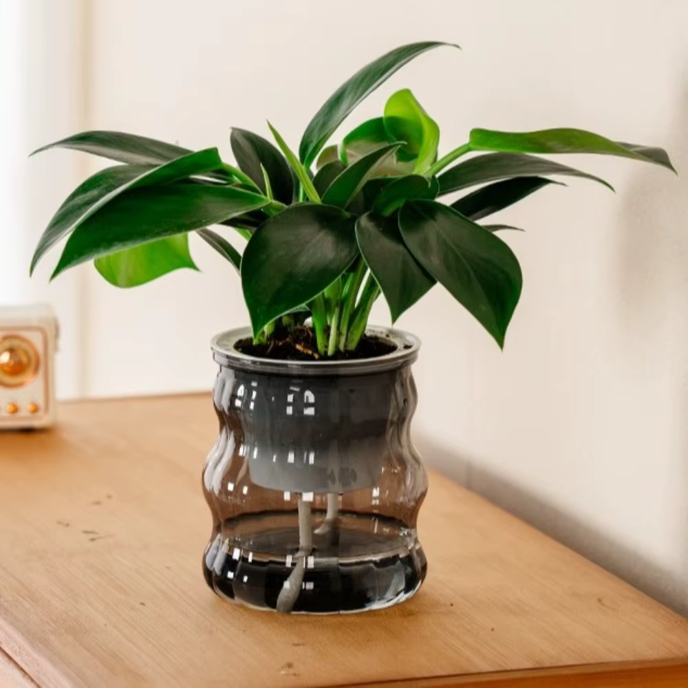Pot de plantes hydroponiques auto-arrosage créatif