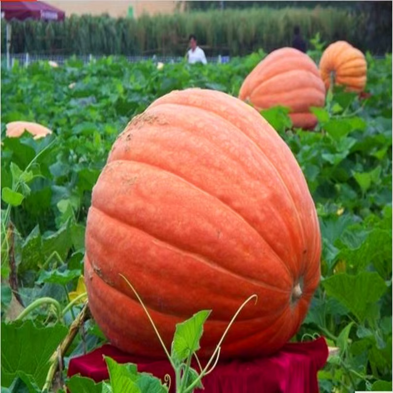 Engrais aux fruits Cultures de tubercules rehaussante DCPTA 99%