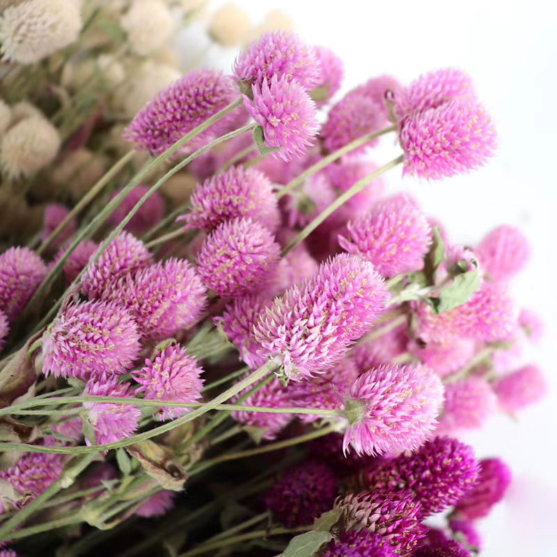 Bouquet de fleurs séchées d'amarante