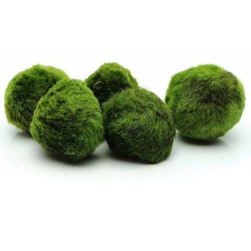 NOUVEAUTÉ! Boules de mousse Marimo de 3-4 cm