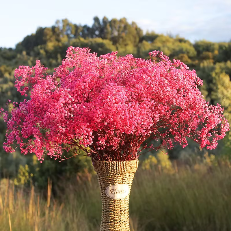 Bouquets de fleurs séchées Gypsophila fraîches naturelles conservées