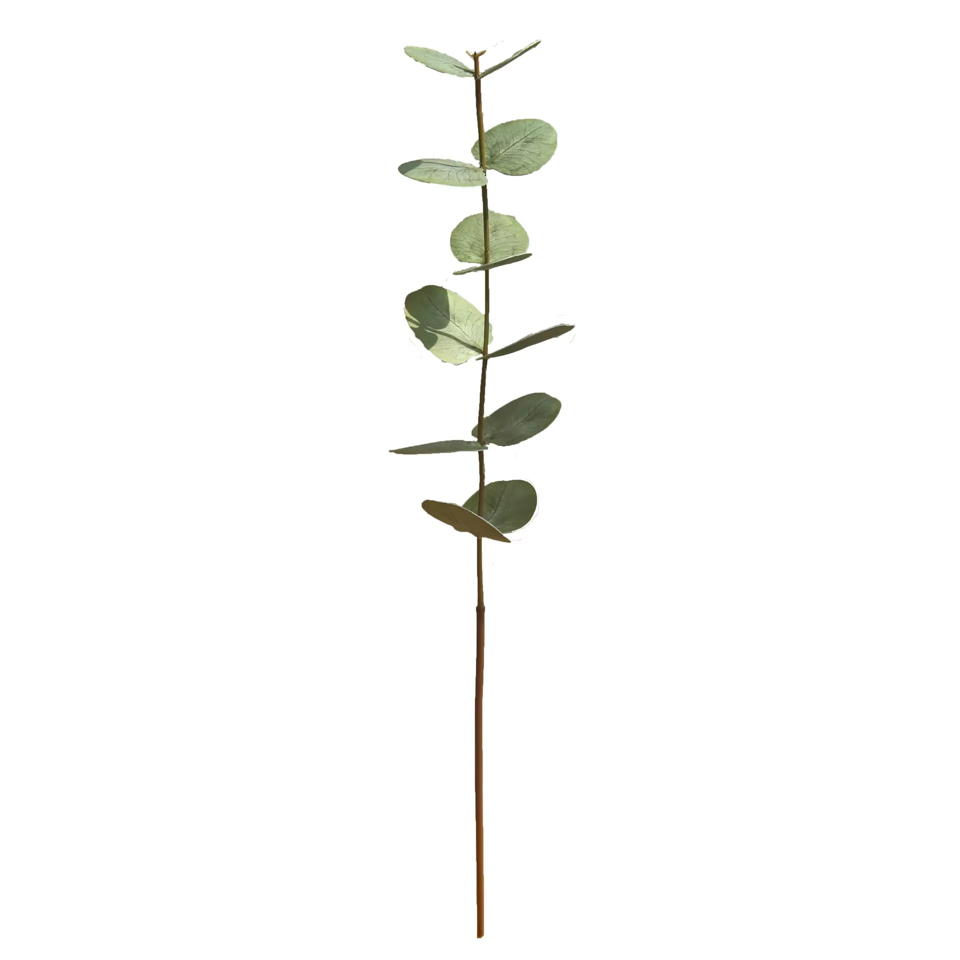 Feuilles d'eucalyptus artificielles au toucher réel