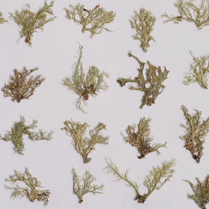 12 pièces, Plantes aquatiques séchées