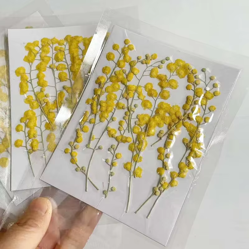 Fleurs séchées naturelles pressées de 3 à 8 cm