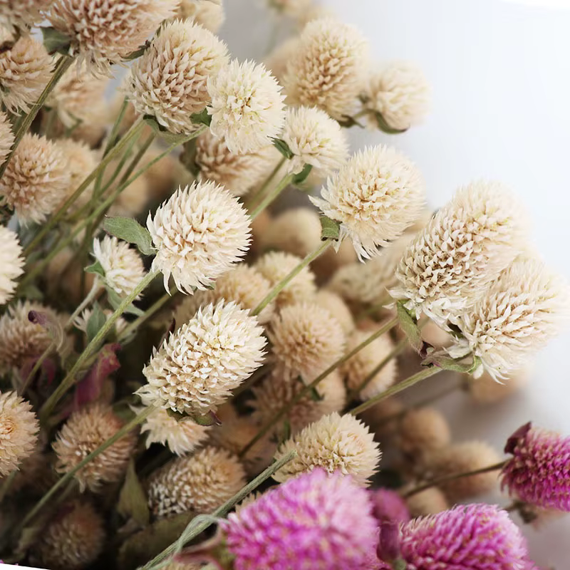 Bouquet de fleurs séchées d'amarante