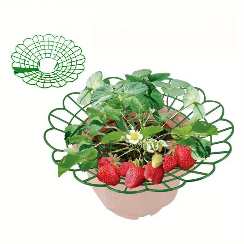 Supports pour plantes de fraises